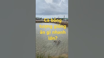#cabongtuong Cá bống tượng giống ăn gì? Bật mí bí quyết nuôi khỏe, lớn nhanh! Khoa 0.9.0.6 8.9.7 817