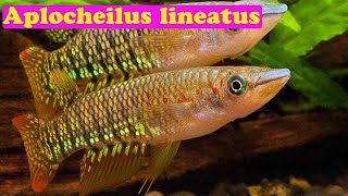 Линеатус - Aplocheilus lineatus