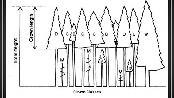 Lecture 9   Silviculture Part 2 Video