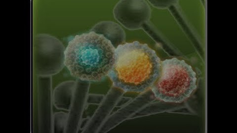 The Witcher 3, Crafting Alchemy Bug Mutagen Solution, You Already Have This Item