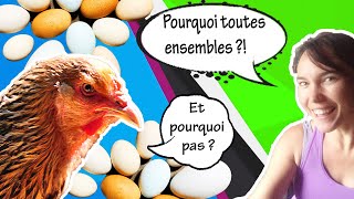 Pourquoi une poule ne veut pas sortir du poulailler ?