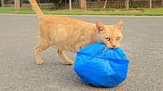 A Man Spots a Cat Dragging a Heavy Bag — What Lay inside was no one expected.