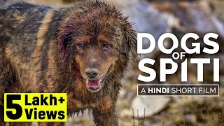 Why dogs are eating dogs | Dogs of Spiti  A Hindi short film