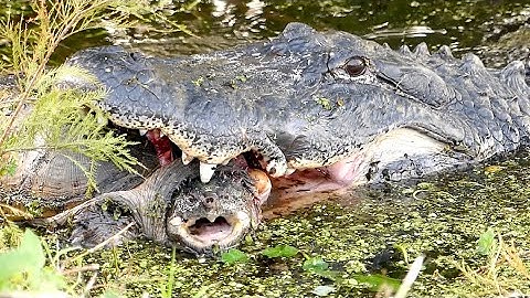 Alligator Eating Snapping Turtle