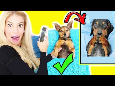 i-tried-recreating-adorable-memes-with-my-dogs!