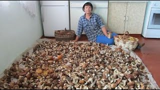 Giant Mushrooms. Picking WILD MUSHROOMS! GIANT! Funghi Porcini, Slippery Jack, and Orange Bolete.