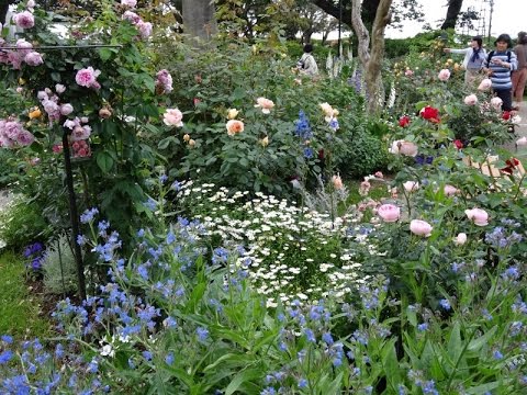 イングリッシュ ローズ ガーデン 港の見える丘公園 横浜 美しいバラの庭園 Youtube