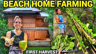 PHILIPPINES BEACH HOUSE FARMING  First Vegetable Harvest (Becoming Filipino)