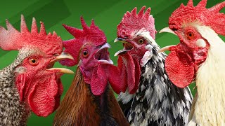 Rooster Crowing Compilation Plus - Rooster Crowing Sound Effects 2024