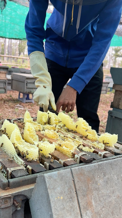Ooh! Wow cleaning new beehive it grows on bee frame #amazing #honey #beefeater #nature #insects