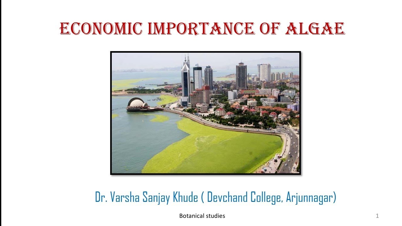 Economic Importance Of Algae Dr Varsha Khude Botanical Studies 