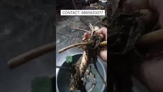 Sale!!!!! Buddha, Red Amity and Red Blood lotuses!!! contact: 9895833077#lotus #ernakulam #garden