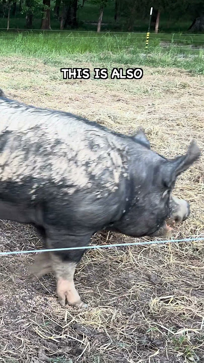 What Kind of Fencing Do We Use  #covercrops #rotationalgrazing #pigkeeping