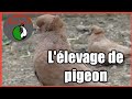 Comment élever des pigeons