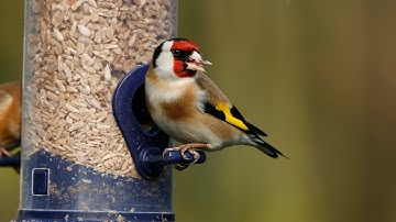 How to Attract Birds to Your Garden-Tutorial