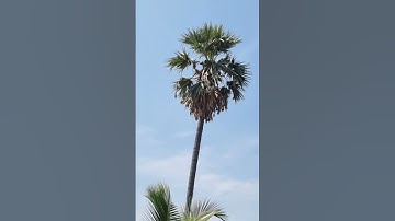 palm tree full with birds nest / relaxing video/ State tree of Tamilnadu