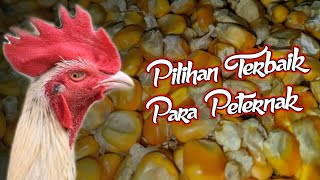 Manfaat jagung untuk pakan ayam || #BangYiying