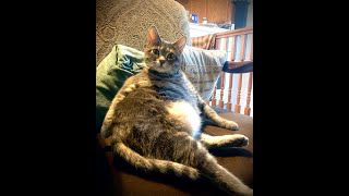 Hilarious Fat Cat Compilation That Will Leave You Laughing by MeowCat 14 views 1 year ago 3 minutes, 33 seconds