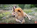 ЛЬВИНЫЕ ОБНИМАШКИ от льва-вожака Чука Sweet hungs with Chuk, the lion - leader of all prides"