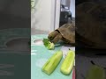 Tortoise eating cucumber 14 #foryou #foryou