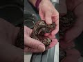 VPI Axanthic 50% het Lavender albino &amp; our Killer Bee x Black head, HRA, black pastel hatchlings.