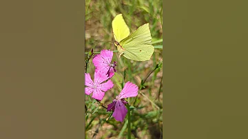 Бабочка Лимонница / Lemon Butterfly