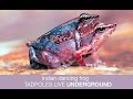 Indian dancing frog tadpoles live underground