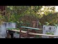 Flock of Indian Ringneck Parrots Eating Rice