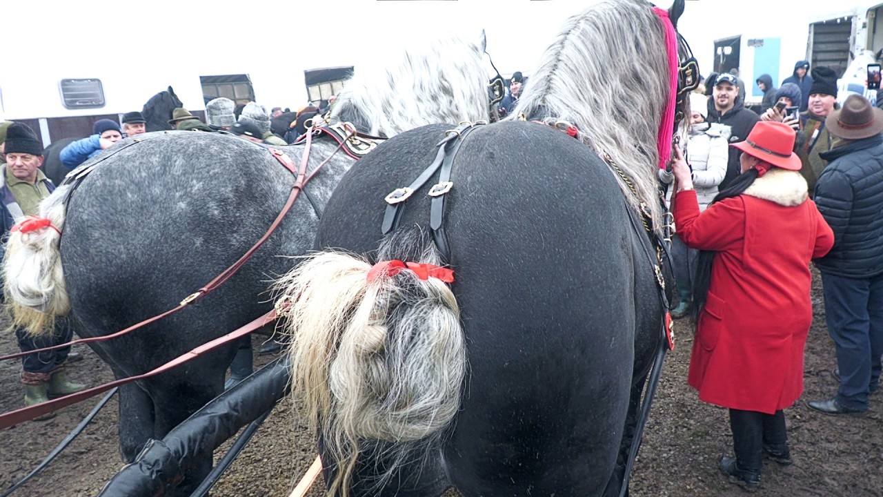Târg expozițional de cai Trei Movile-Bucovina 15 Februarie 2026 ep.1