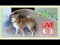 【柴犬ライブ動画　その116】ご報告があります