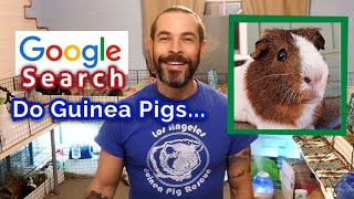 Do Guinea Pigs... Google Search Questions Answered!