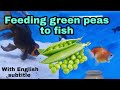 Feeding green peas to Fish/How to feed green peas to fish.