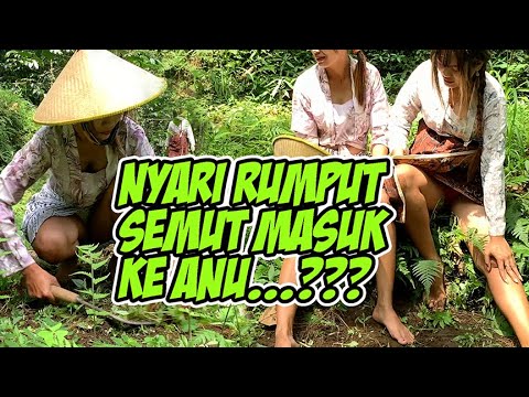 GADIS DESA CANTIK MENCARI RUMPUT | VILLAGE WOMEN CUTTING GRASS