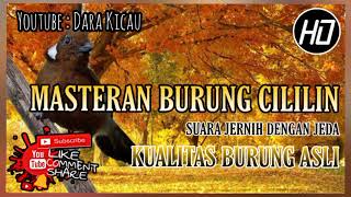 Download Lagu Masteran Burung Cililin - Suara Jernih dengan Jeda \u0026 Kualitas Suara Burung Asli MP3