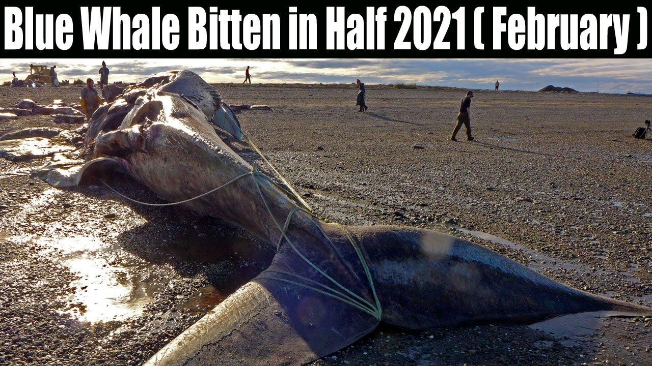Blue Whale Bitten in Half 2021 (February) Who Killed It! 
