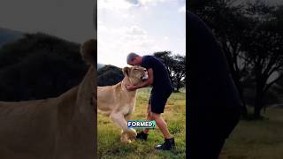 The male lion is asking for help to save the female #lion #shorts