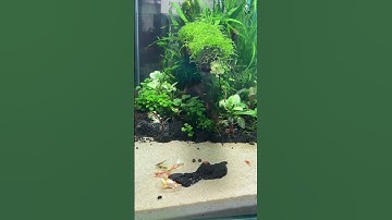 Cá bảy màu ăn tép con và cách giải quyết đơn giản