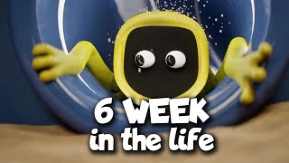 Bone Thief - 6 Week in the life