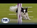 Best of 2024 masters agility championships from westminster kennel club  fox sports