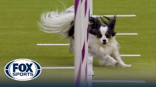 Best of 2024 Masters Agility Championships from Westminster Kennel Club | FOX Sports screenshot 3