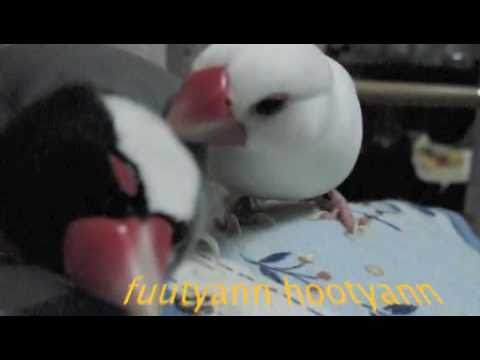 文鳥動画 Java sparrow 文鳥の毛繕い 恐竜みたいな桜文鳥（HS動画）