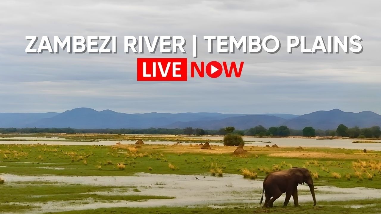 LIVE from the Zambezi River | Tembo Plains Safari Cam