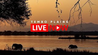 Tembo Plains | Wildlife Live Stream - Zimbabwe