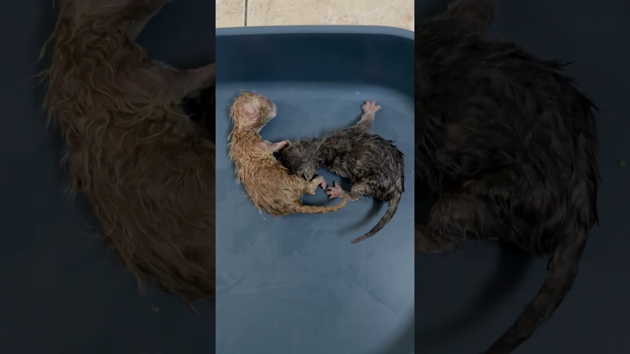 New kitten..Lambkin breed..Day 1 