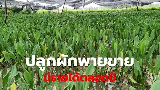 ปลูกผักพายขายมีรายได้ตลอดปี (Growing Limnocharis flava) Farm Station