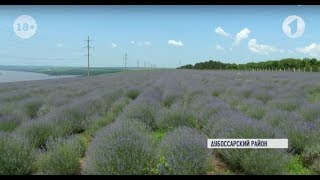 Впервые в Приднестровье – лавандовая фиеста