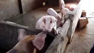 Drunk pigs in Vietnam - www.easyrider-tours.com