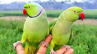 Indian Ringneck Parrot Videos Compilation