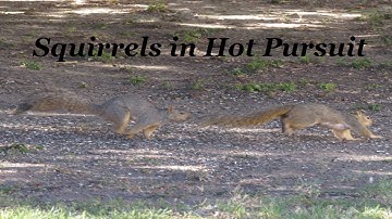 Squirrels Chasing Each Other ~ Playful Squirrels ~ Nature Shared