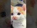 🐱シャー！はするけど膝上で甘える子猫 #cat #kitten #猫 #子猫 #ねこ #こねこ #保護猫 #c #shorts #猫のいる暮らし